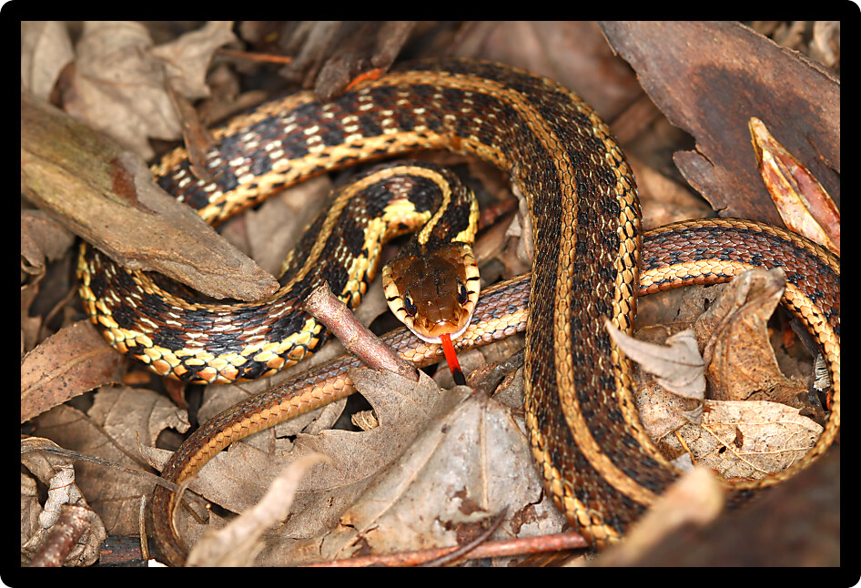 Garter Snake (Thamnophis sirtalis) with extended tongue in northern Illinois.