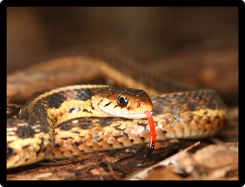 Garter Snake (Thamnophis sirtalis) with extended tongue in northern Illinois.