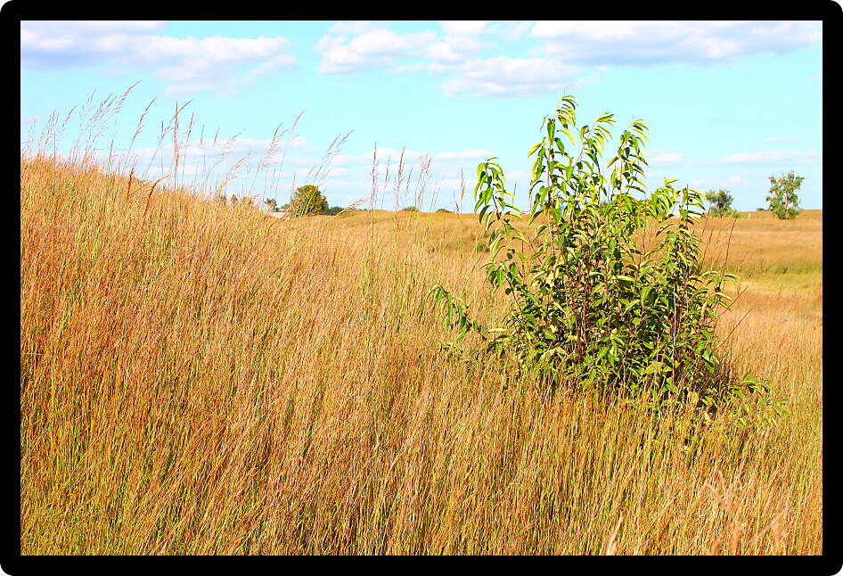 Prairie landscape scenery of northern Illinois.