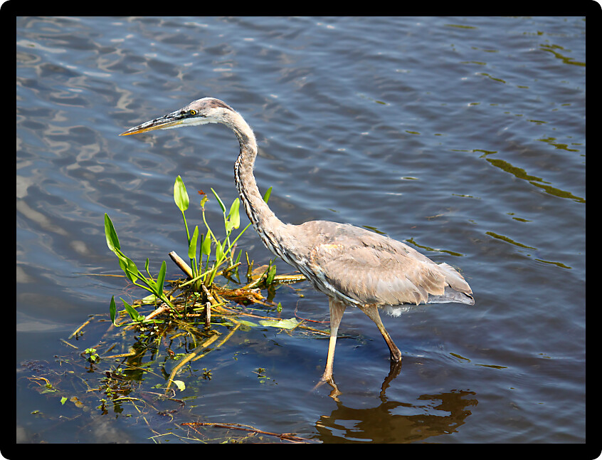 Great Blue Heron (Ardea herodias) wades through the wetlands of Everglades National Park of Florida.