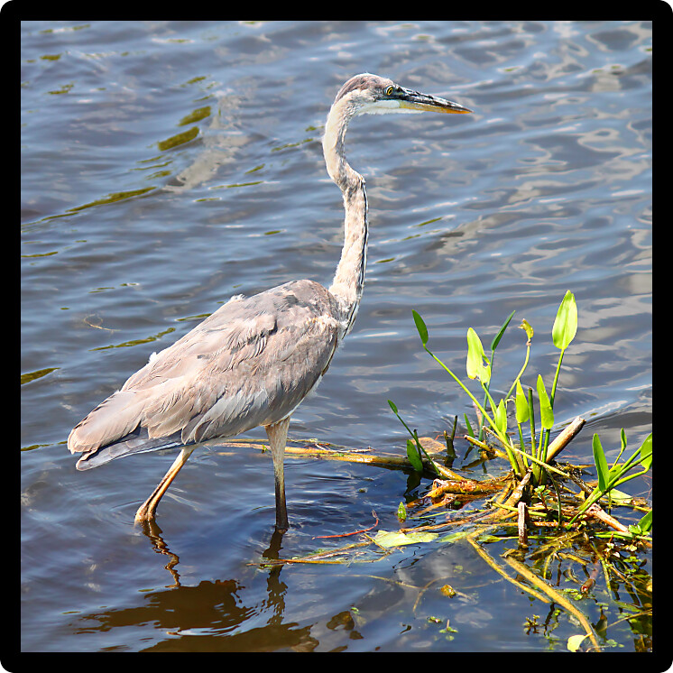 Great Blue Heron (Ardea herodias) wades through the wetlands of Everglades National Park of Florida.
