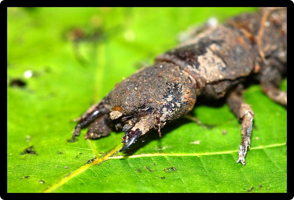 Hellgrammite found in a natural area of northern Illinois.