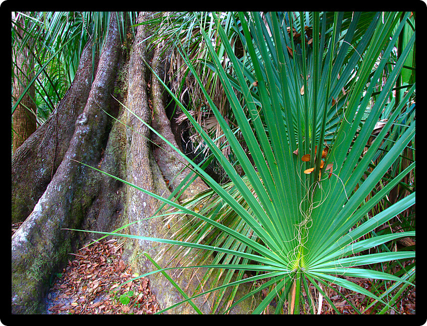 Roots of a live oak spread across the forest floor at Highlands Hammock State Park in Florida.