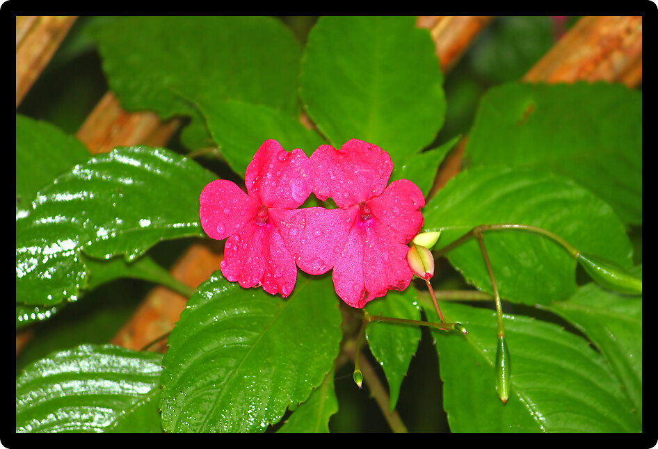Impatien growing in the Toro-Negro Rainforest of Puerto Rico.