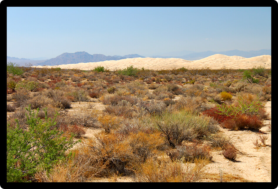 View of the Kelso Dunes at Mojave National Preserve of California.