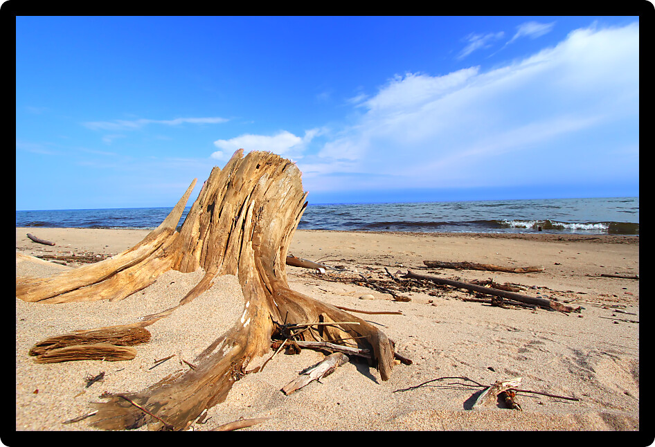 Driftwood washed up along the shoreline of Lake Superior in the Upper Peninsula of Michigan.