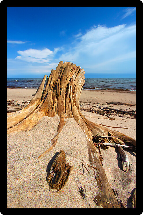 Driftwood washed up along the shoreline of Lake Superior in the Upper Peninsula of Michigan.