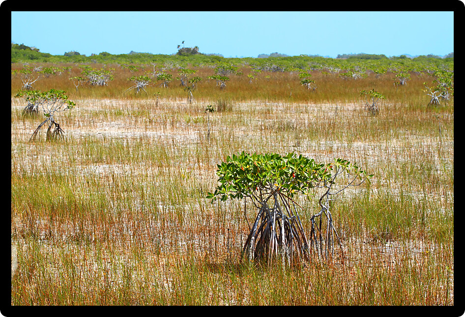 Mangroves in a parched landscape of Everglades National Park in the dry season.