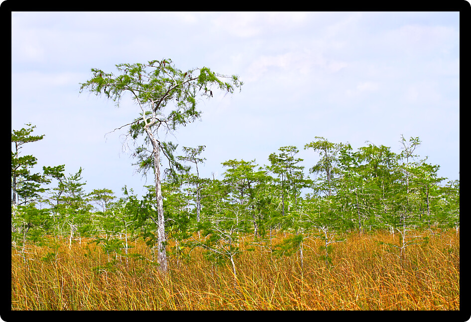 Vast expanse of the Everglades National Park in the dry season.