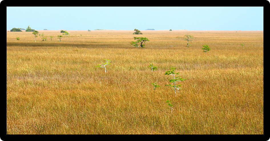 Vast expanse of the Everglades National Park in the dry season.