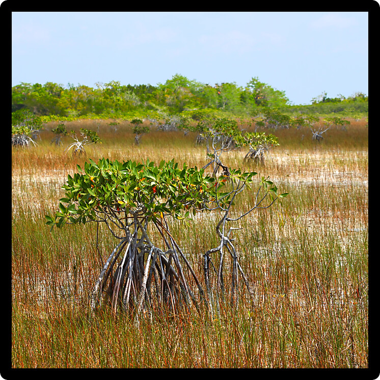 Mangroves in a parched landscape of Everglades National Park in the dry season.
