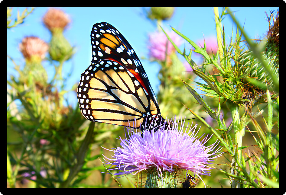 Monarch Butterfly (Danaus plexippus) on a thistle flower in northern Illinois.