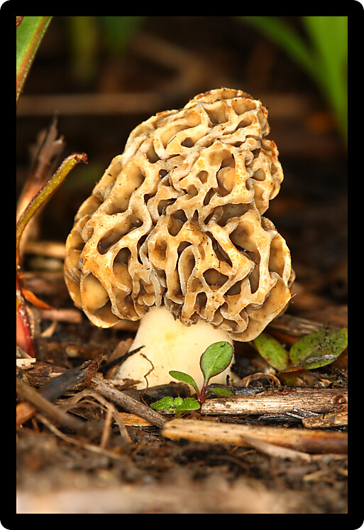 Morel mushroom grows in a prairie of northern Illinois.