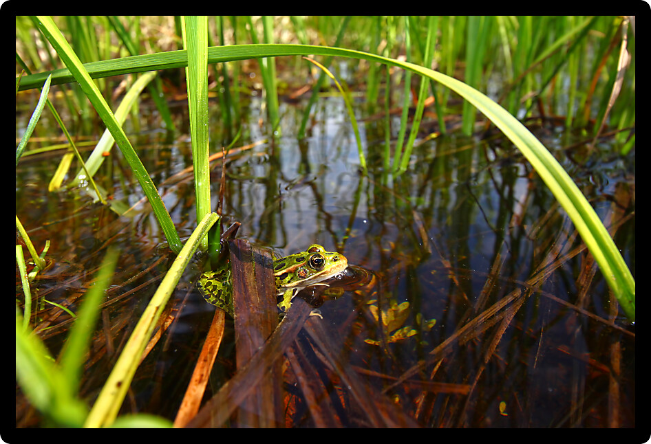 Northern Leopard Frog (Rana pipiens) in the northwoods of Wisconsin.