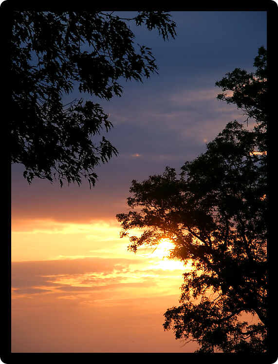 Beautiful Midwest sunset with silhouetted oak trees.