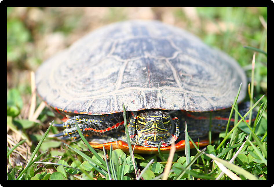 Painted Turtle (Chrysemys picta) coming out in spring in Illinois.