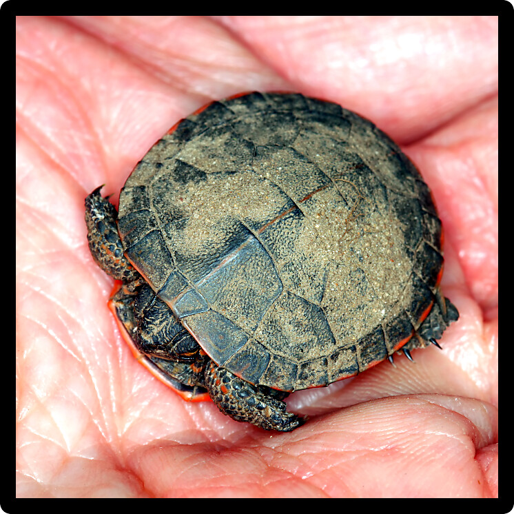 Baby Painted Turtle (Chrysemys picta) found in the midwest USA.