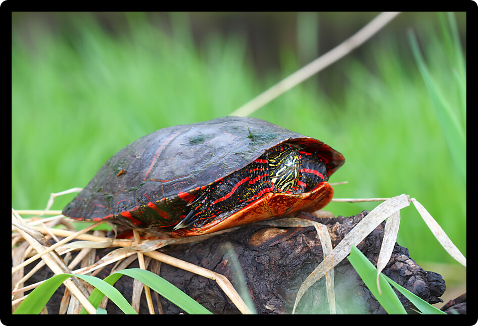 Painted Turtle (Chrysemys picta) coming out in spring in Illinois.