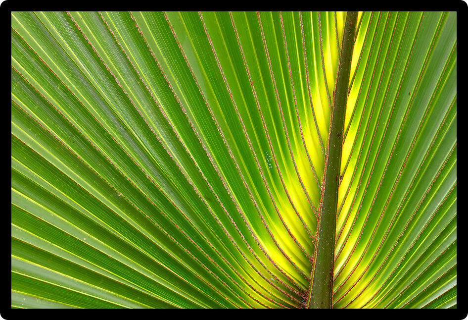 Beautiful green coloration of a palmetto frond in Florida.