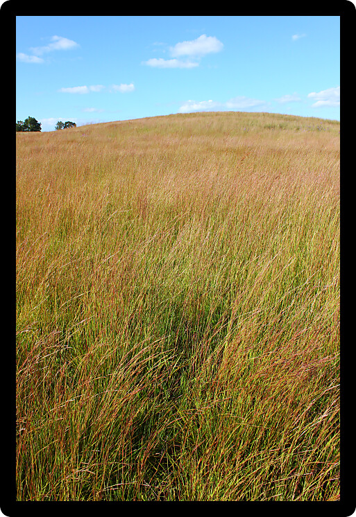 Large prairie habitat in the landscape of northern Illinois.