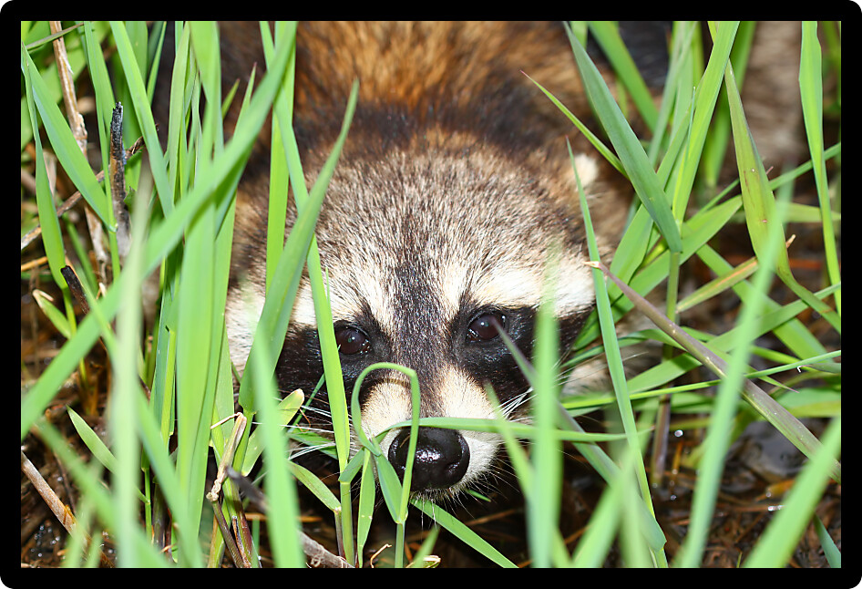 Raccoon peers through vegetation in a wetland in Winnebago County Illinois.
