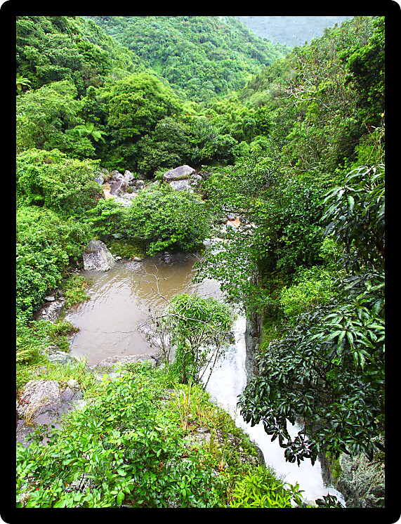 River flows through the Cordillera Central rainforests of Puerto Rico.