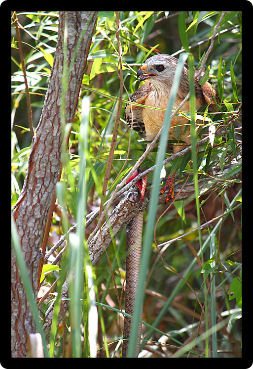 Red-shouldered Hawk (Buteo lineatus) with a captured snake in the Everglades National Park Florida.