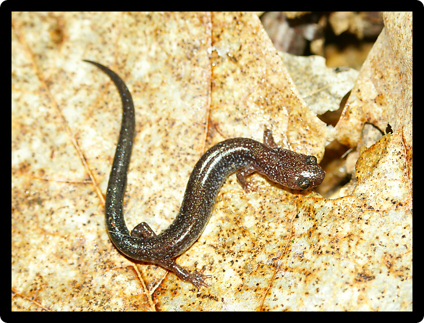Lead-phase Redback Salamander (Plethodon cinereus) in an Illinois forest.