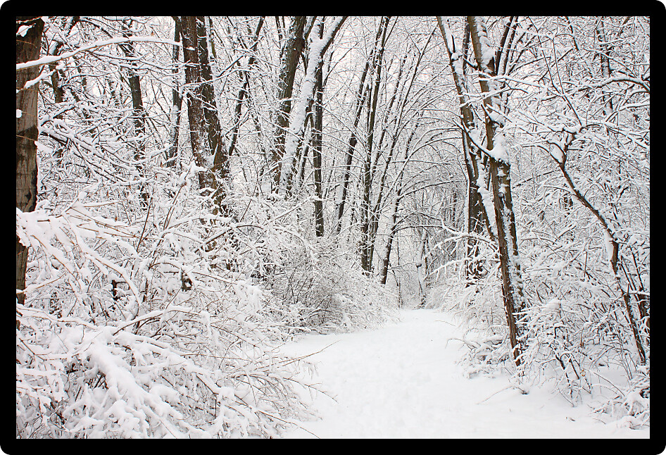 Fresh snowfall along a hiking trail in northern Illinois.