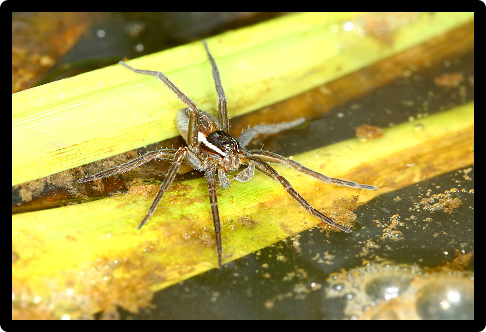 Six-spotted Fishing Spider (Dolomedes triton) in an Illinois wetland.