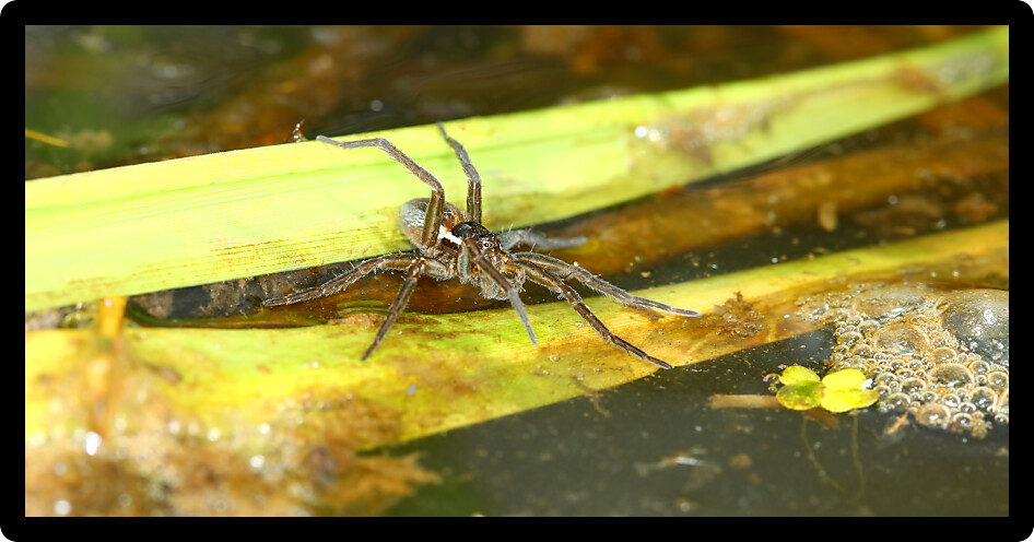 Six-spotted Fishing Spider (Dolomedes triton) in an Illinois wetland.