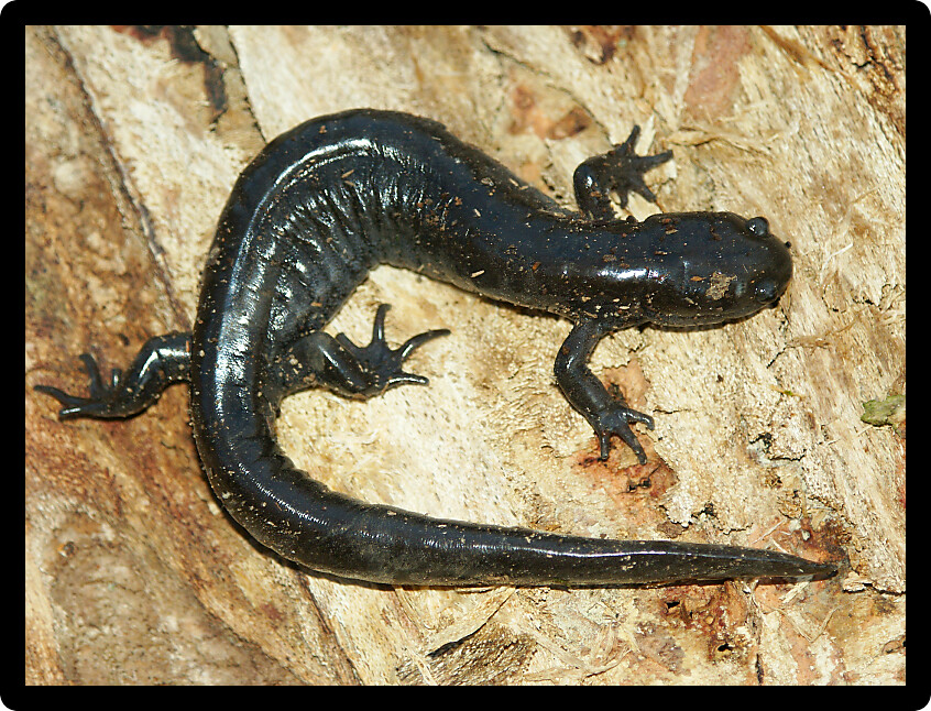 Smallmouth Salamander (Ambystoma texanum) in the Midwest USA.