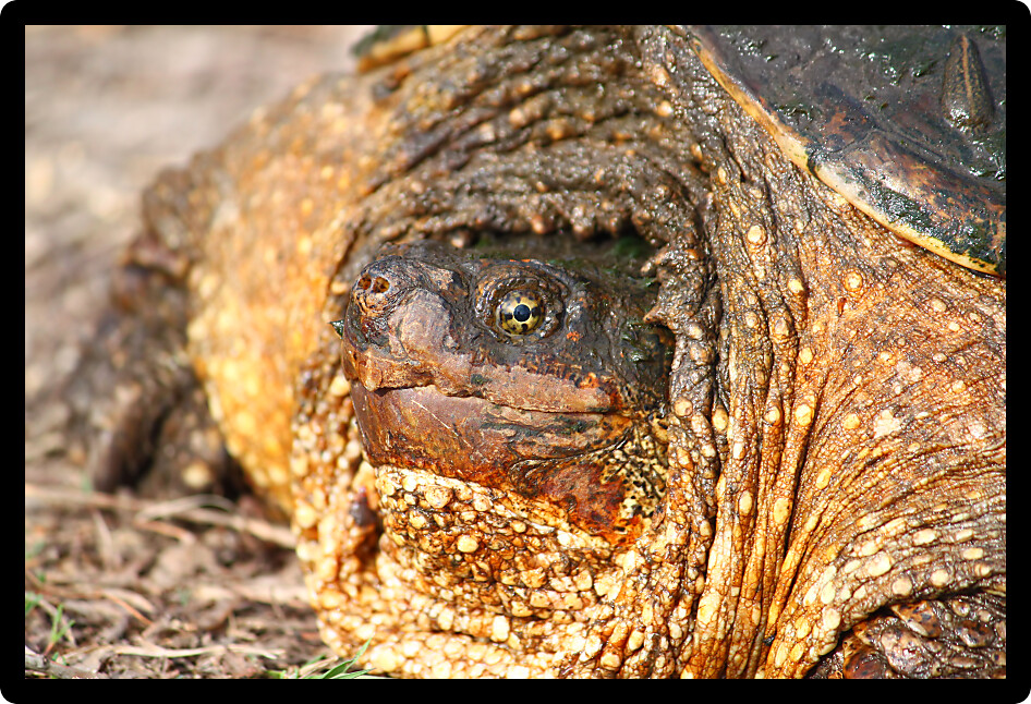 Closeup of a Snapping Turtle (Chelydra serpentina) on a warm spring day in Illinois.