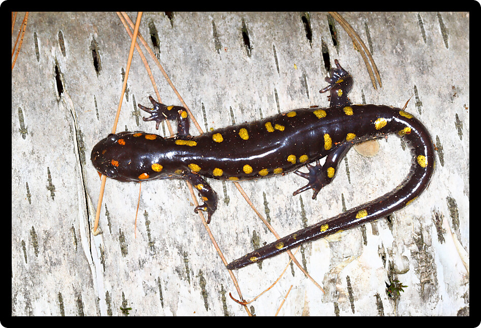 Spotted Salamander (Ambystoma maculatum) sits on birch bark in Wisconsin.