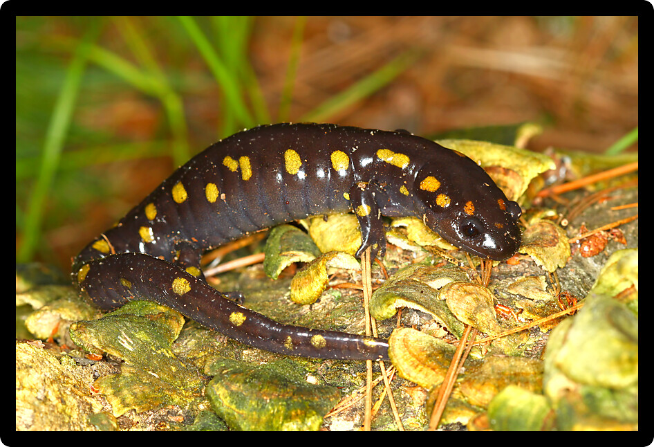 Spotted Salamander (Ambystoma maculatum) in a forest habitat of Wisconsin.