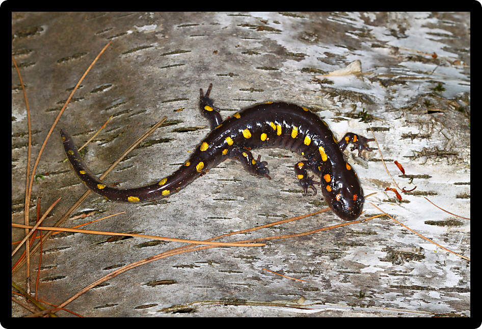 Spotted Salamander (Ambystoma maculatum) sits on birch bark in a Wisconsin woods.