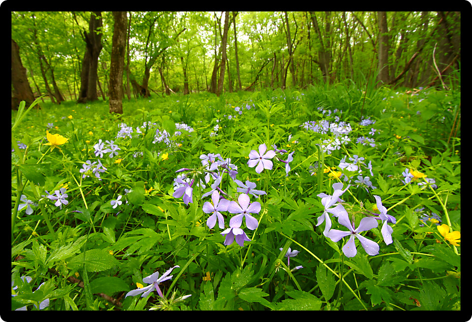 Beautiful spring wildflowers at Colored Sands Forest Preserve of northern Illinois.