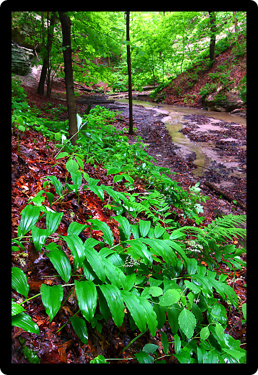 Lush vegetation grows quickly with spring rains at Starved Rock State Park.