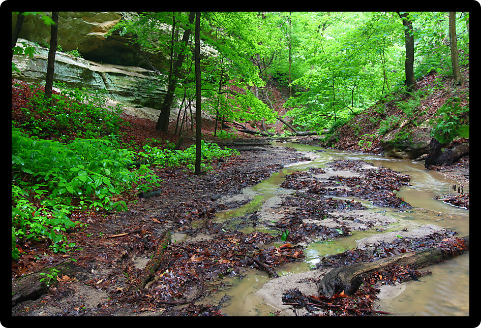 Lush vegetation grows quickly with spring rains at Starved Rock State Park.
