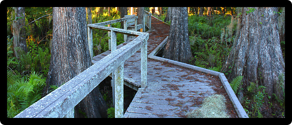 Boardwalk through the thick swamps of central Florida.