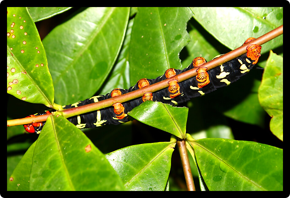 Tetrio sphinx (Pseudosphinx tetrio) Caterpillar in the rainforest of Puerto Rico.