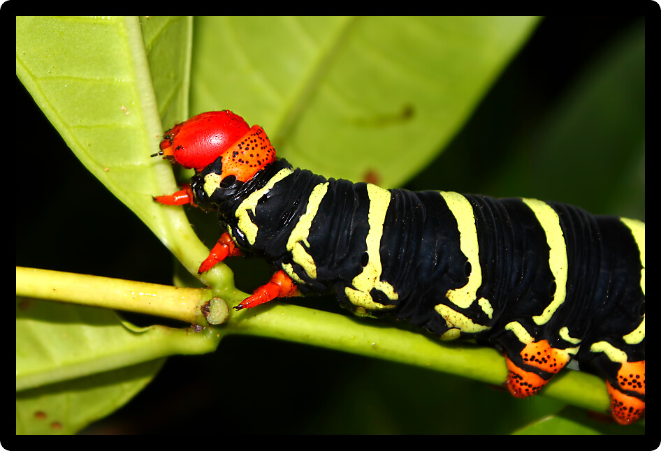 Tetrio sphinx (Pseudosphinx tetrio) Caterpillar in the rainforest of Puerto Rico.