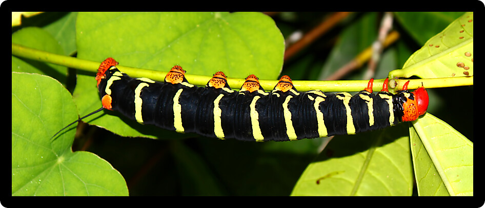 Tetrio sphinx (Pseudosphinx tetrio) Caterpillar in the rainforest of Puerto Rico.