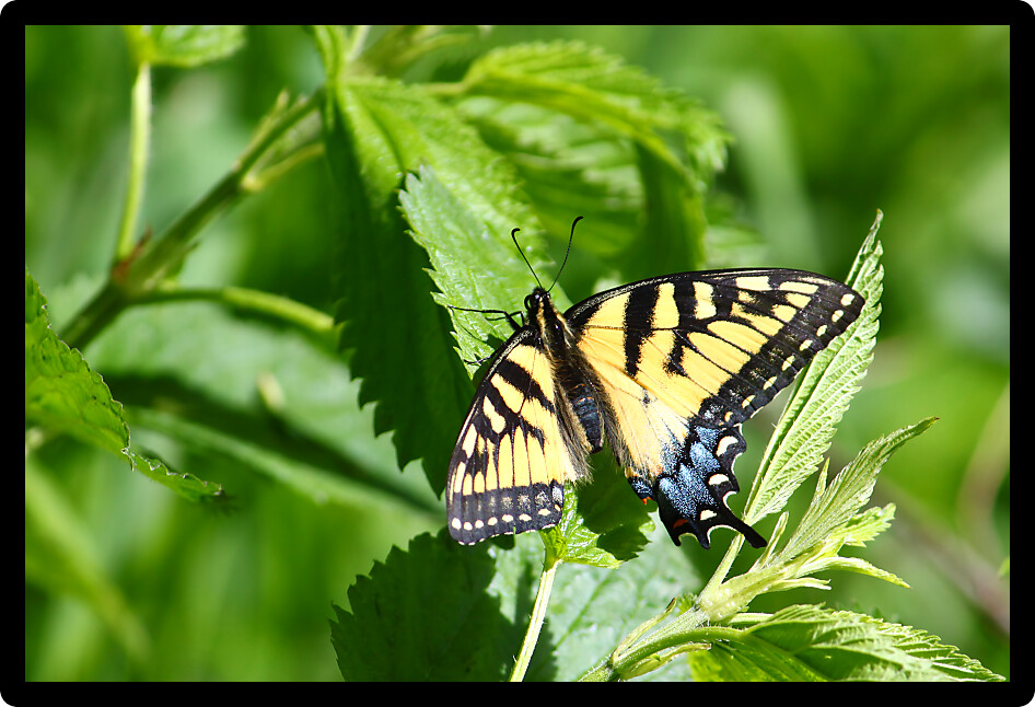 Tiger Swallowtail (Papilio glaucus) on vegetation in northern Illinois.