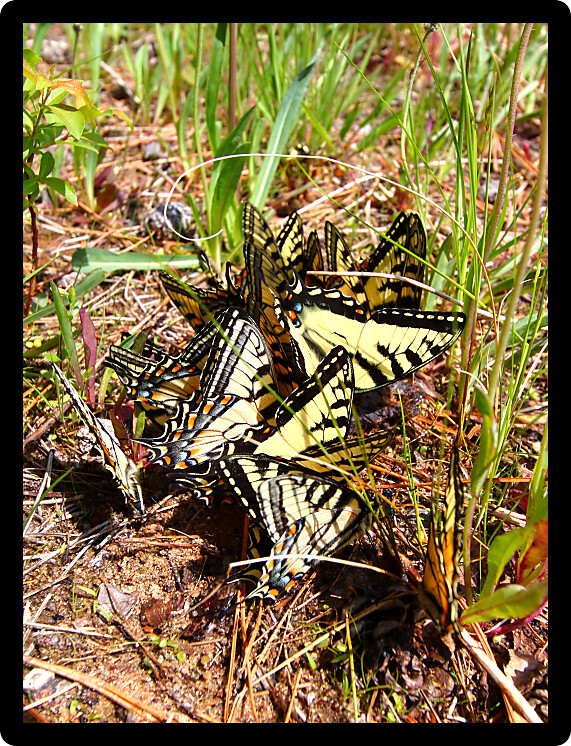 Tiger Swallowtails (Papilio glaucus) gathered in northern Wisconsin.