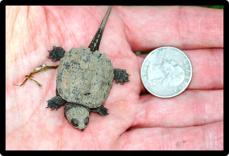 Hatchling Snapping Turtle (Chelydra serpentina) the size of a quarter.
