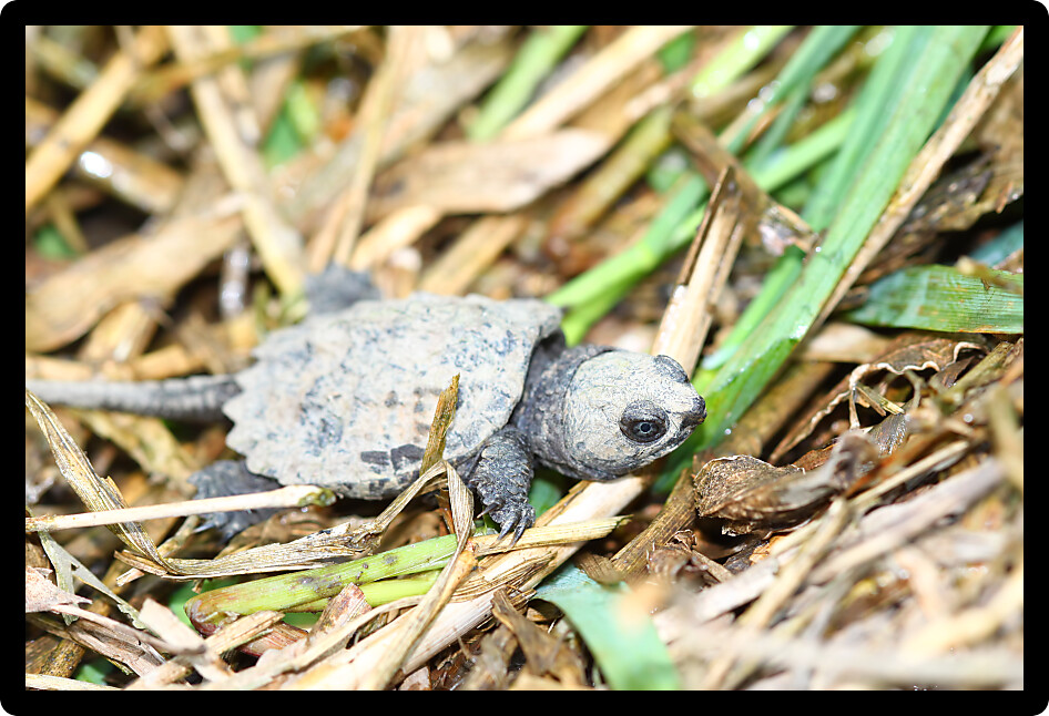 Hatchling Snapping Turtle (Chelydra serpentina) out on a spring day in Illinois.