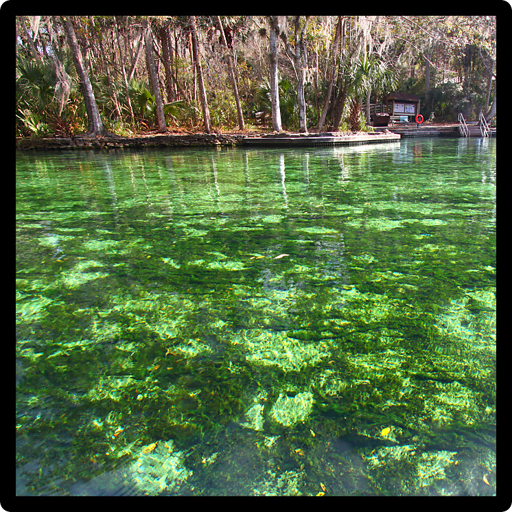 Clear waters of Wekiwa Springs State Park in central Florida.