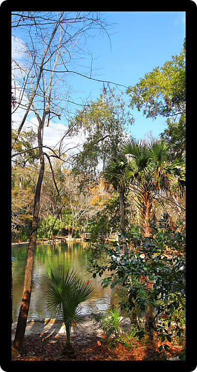 View of the clear waters of Wekiwa Springs State Park in central Florida.