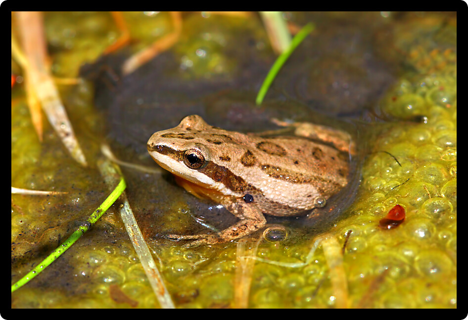 Western Chrous Frog (Pseudacris triseriata) in a wetland of northern Illinois.